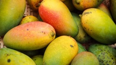 Why Mango is called the Bathroom Fruit