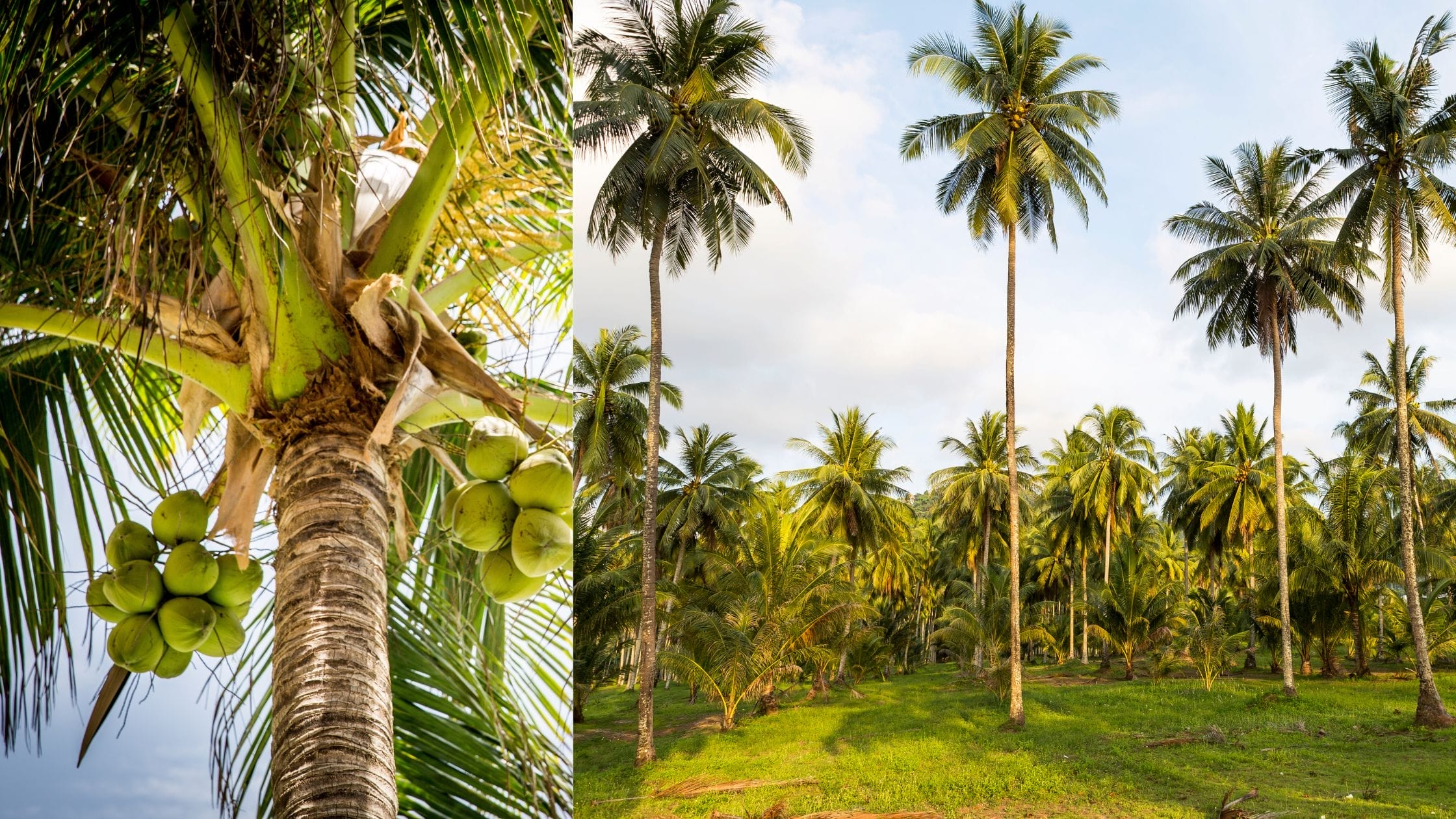 World Coconut Day 2025 Celebrated