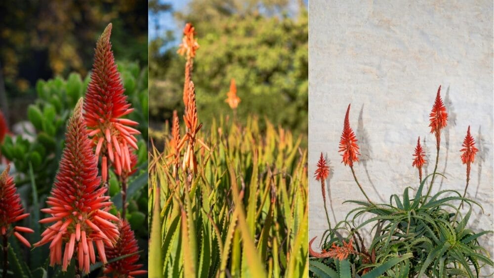 aloe vera plant with flower