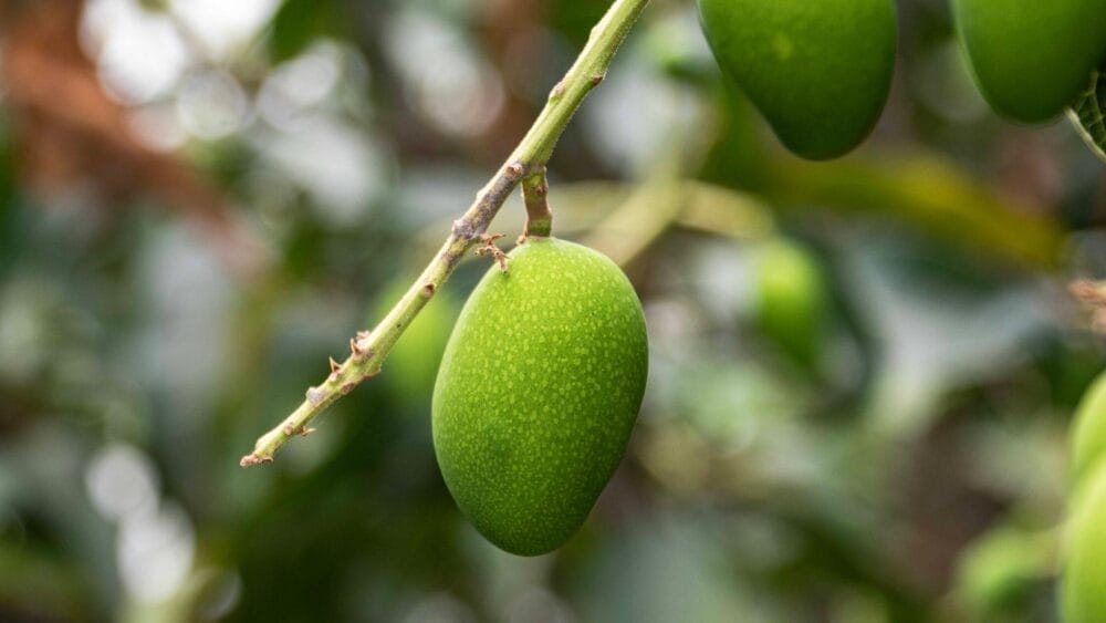 control the common mango seedling pests and diseases