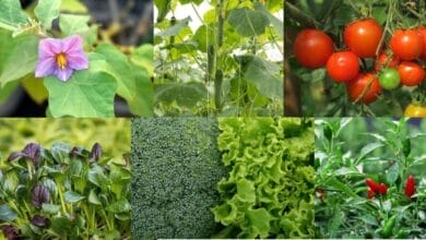 Best Plants For October