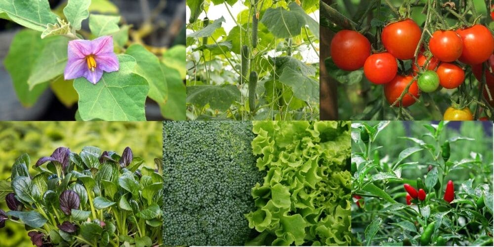 Best Plants For October