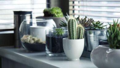 Best Plants for the House