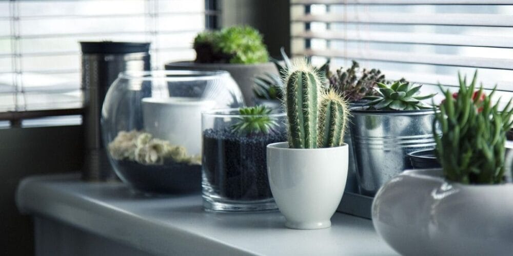 Best Plants for the House
