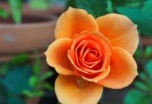 Flowering Rose