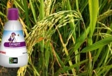 Koragen Insecticide