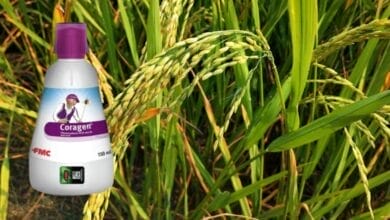 Koragen Insecticide