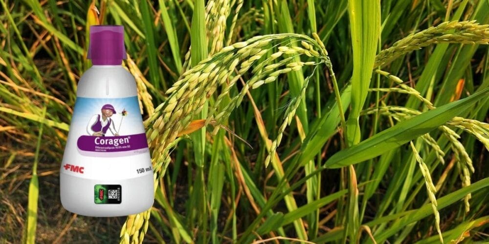 Koragen Insecticide