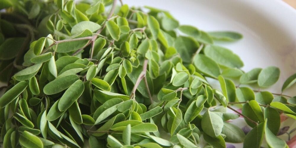 Moringa Leaves