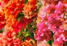 Planting Bougainvillea
