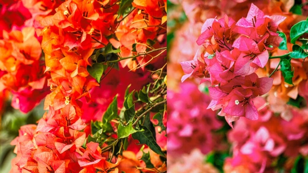 Planting Bougainvillea