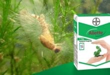 Bayer Aliette Fungicide