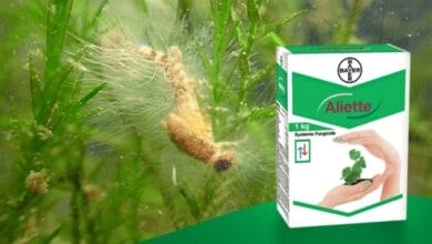Bayer Aliette Fungicide