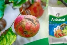 Bayer Antracol Fungicide