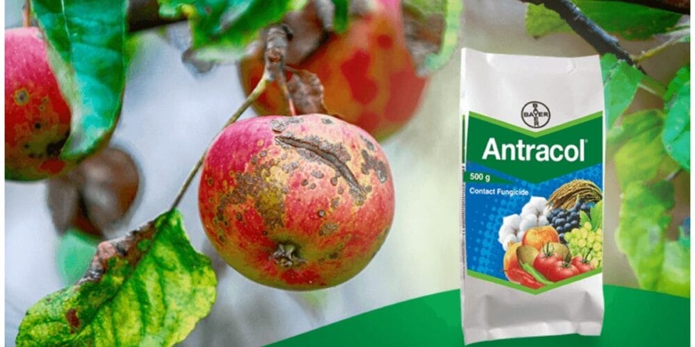 Bayer Antracol Fungicide