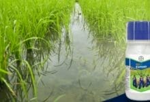 Bayer Belt Expert Insecticide