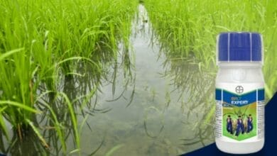 Bayer Belt Expert Insecticide