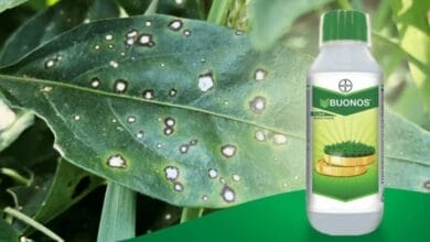 Bayer Buonos Fungicide