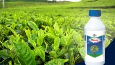 Bayer Decis® 100 Insecticide