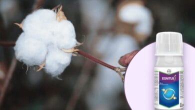 Bayer Egnitus® Plant Growth Regulator