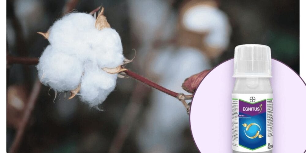 Bayer Egnitus® Plant Growth Regulator