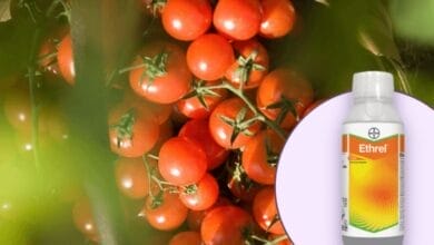 Bayer Ethrel® Plant Growth Regulator