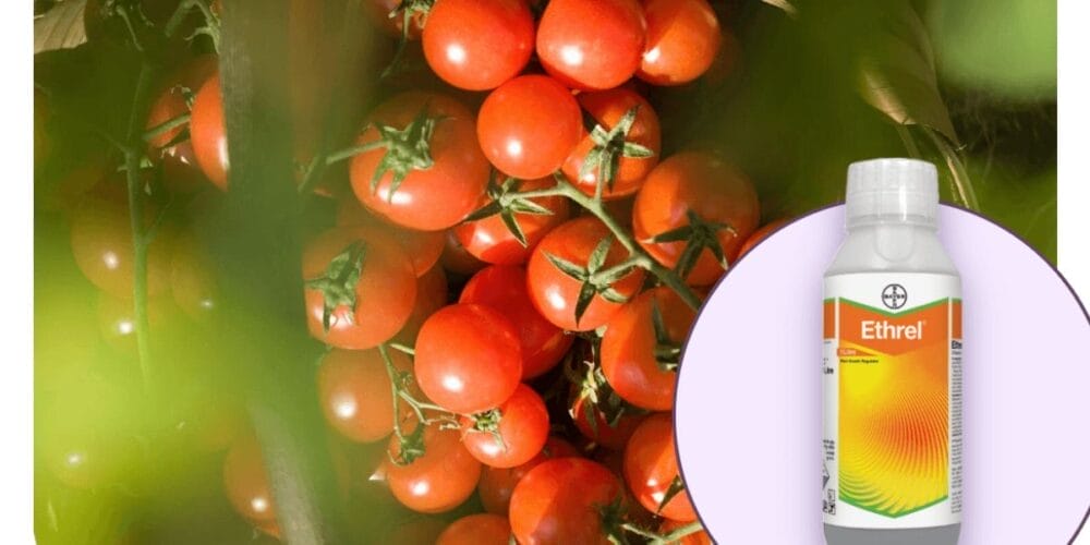 Bayer Ethrel® Plant Growth Regulator
