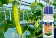 Bayer Fenos QUICK Insecticide