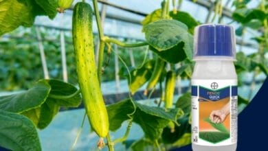 Bayer Fenos QUICK Insecticide