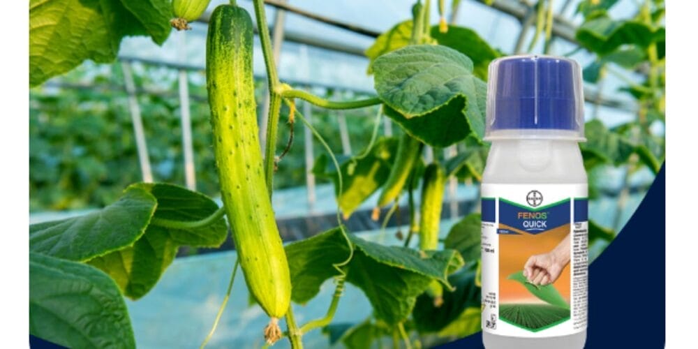 Bayer Fenos QUICK Insecticide