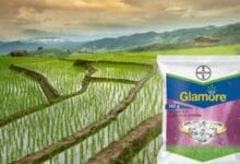 Bayer Glamore Insecticide