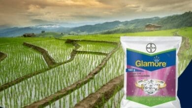 Bayer Glamore Insecticide