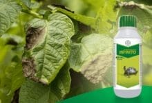 Bayer Infinito Fungicide