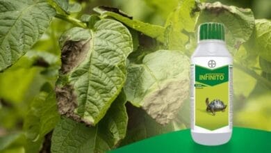 Bayer Infinito Fungicide
