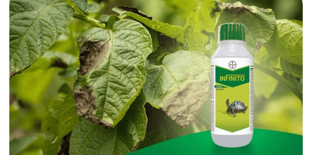 Bayer Infinito Fungicide