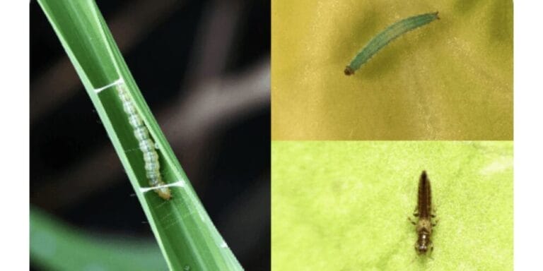 Bayer Jump Insecticide – A Complete Guide for Farmers