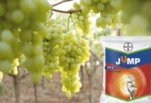 Bayer Jump insecticide