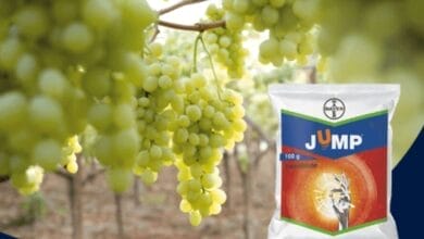 Bayer Jump insecticide