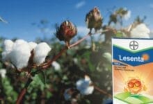 Bayer Lesenta Insecticide