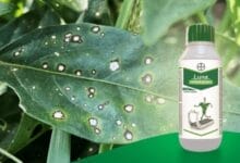 Bayer Luna Experience Fungicide