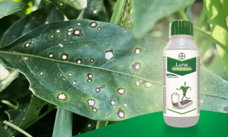 Bayer Luna Experience Fungicide