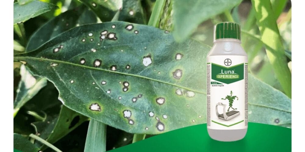 Bayer Luna Experience Fungicide