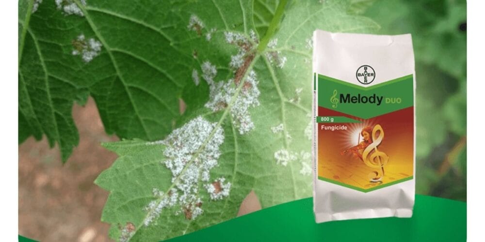 Bayer Melody Duo Fungicide