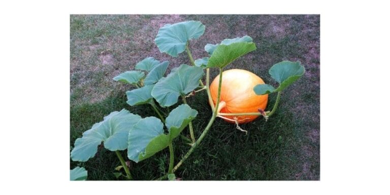 IFFCO Humic Secret: A Powerful Soil Conditioner for Healthier Crops and ...