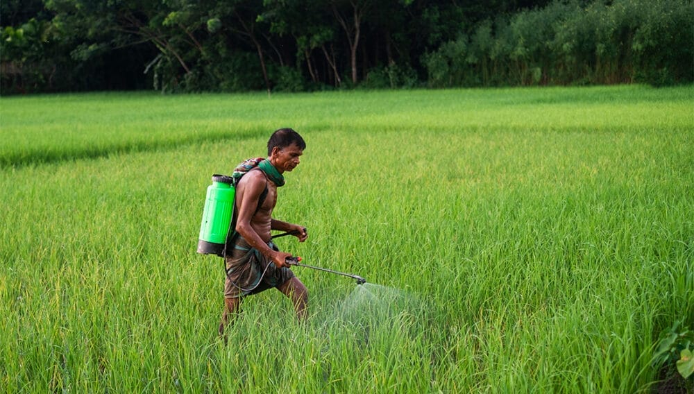 Stem Borer Alert in Rabi Rice