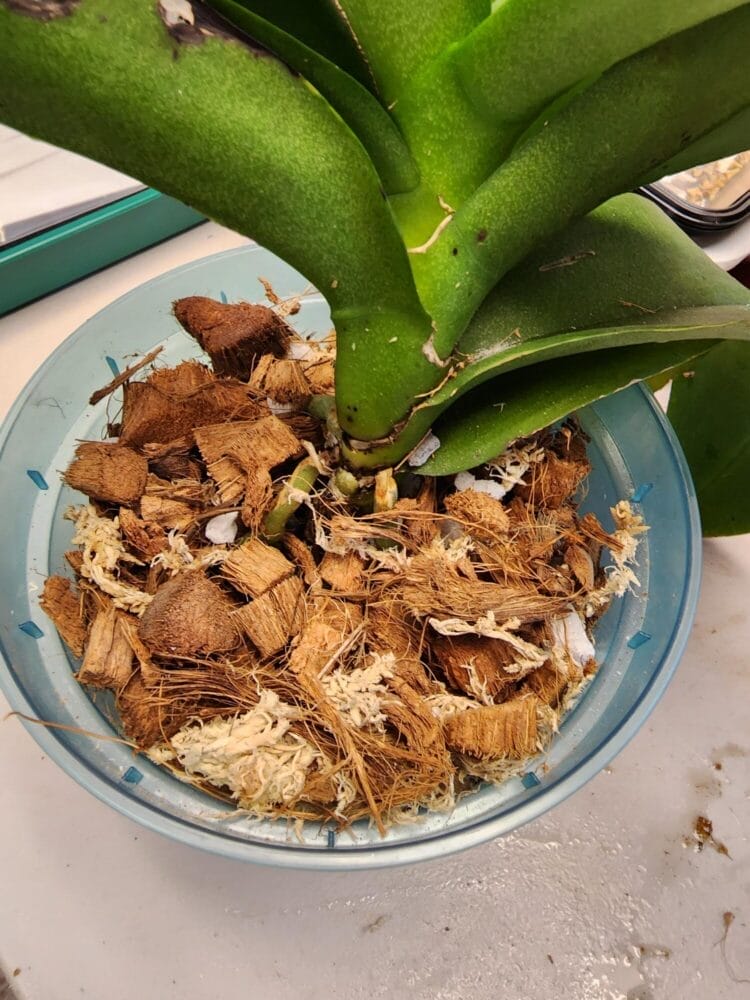 Potting Mixture for Orchids