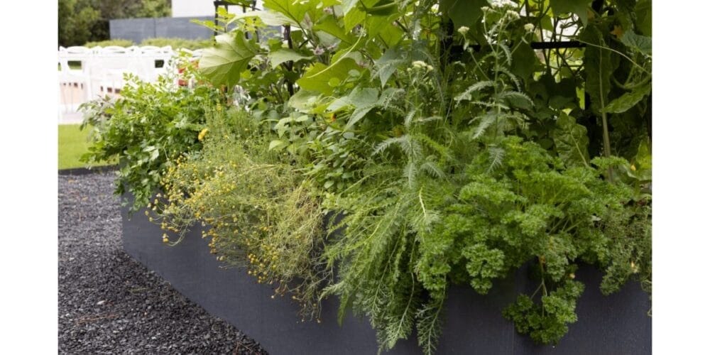 10 Vegetables That Grow in the Shade