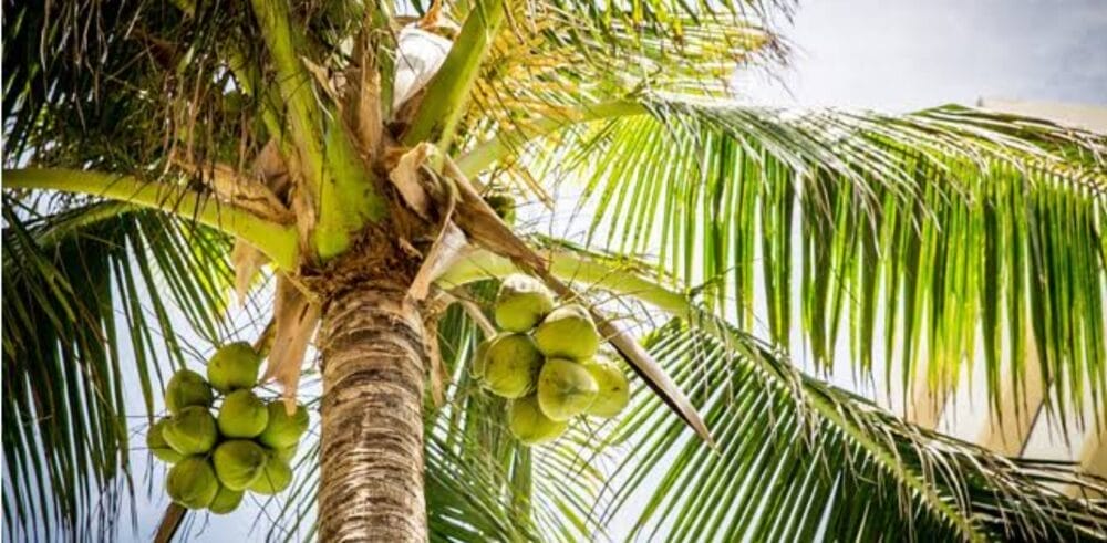 Major Diseases of Coconut Tree