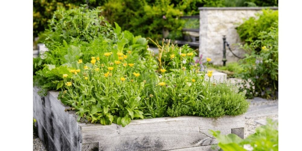 5 Benefits of Growing Calendula Flowers