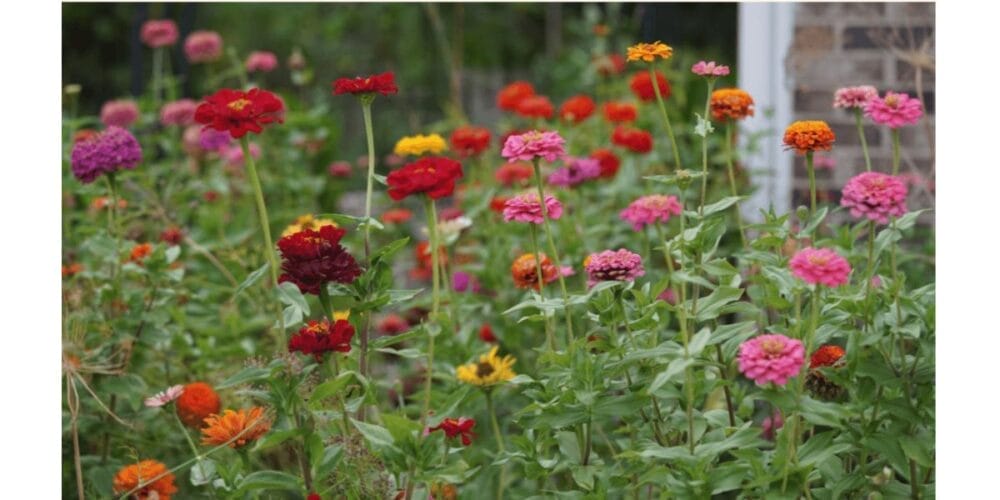 5 Easy Steps to Save Your Own Zinnia Seeds
